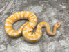 Lavender Het Pied 66% pos Het Clown