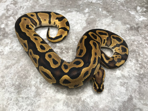 Leopard Vanilla Het Clown