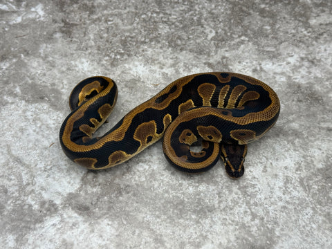 Black Head Leopard Het Lavender