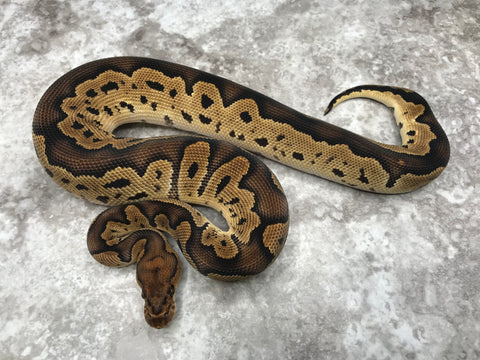Blackhead Clown Het Desert Ghost