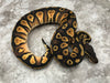 Pastel Black Head Het Pied 50% pos Het Lavender