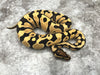 Yellow Belly Desert Ghost Het Clown OR Het Cryptic