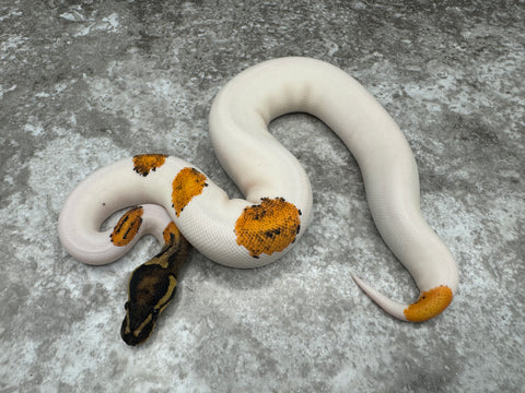 Orange Dream Yellow Belly Pied