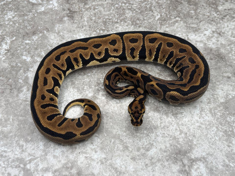 Leopard Spotnose Het Black Axanthic