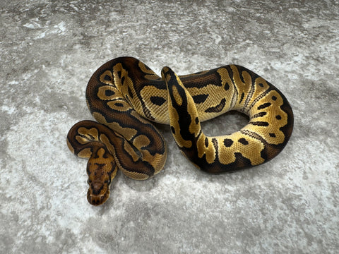 Clown Het Desert Ghost