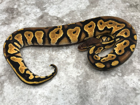 Pastel Black Head 66% pos Het Pied 50% pos Het Lavender