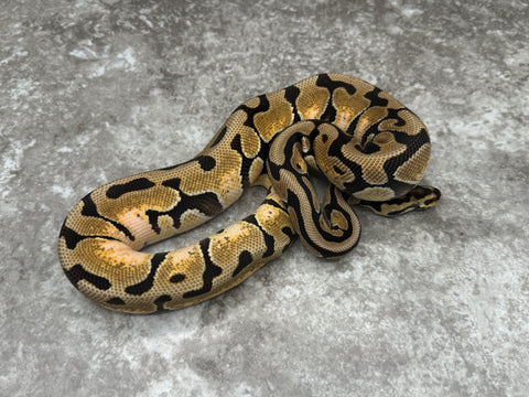 Spotnose Enchi Het Clown