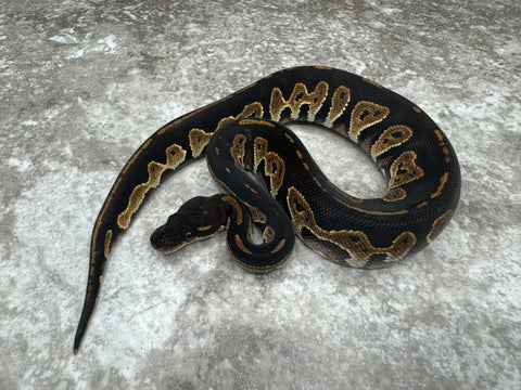 Super Black Head Het Desert Ghost