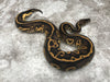 Black Head Pastel Leopard Het Clown