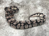 Orange Dream Vanilla TSK Axanthic