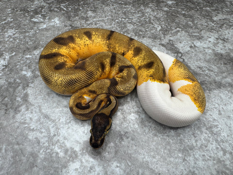 Enchi Orange Dream Pied