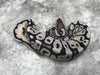Orange Dream Vanilla TSK Axanthic