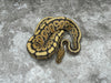 Spotnose Hypo Het Clown