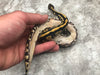 Black Head Yellow Belly Desert Ghost