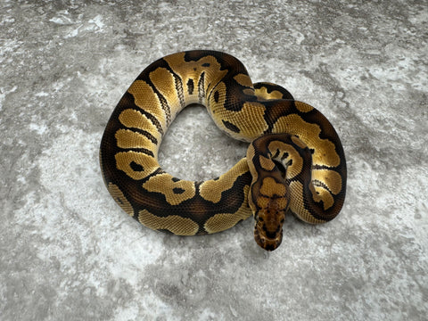 Clown Het Desert Ghost