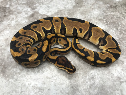 Leopard Het Desert Ghost Het Cryptic OR Clown