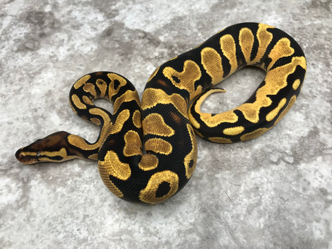 Orange Dream Yellow Belly Het Pied