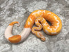 Lavender Pied 66% Het Clown