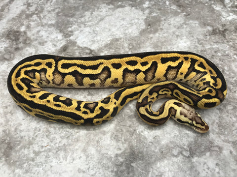Pastel Leopard Enchi Vanilla Het Clown