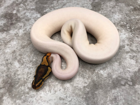 Orange Dream Yellow Belly Pied