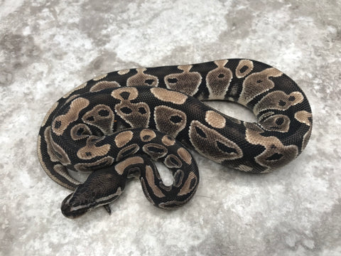 Ball Python Black Axantic Black Axanthic Ball Python