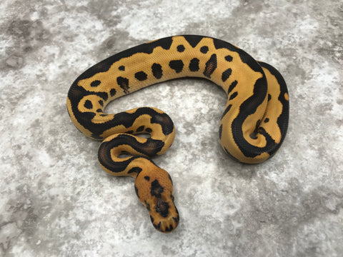 Leopard Desert Ghost Clown