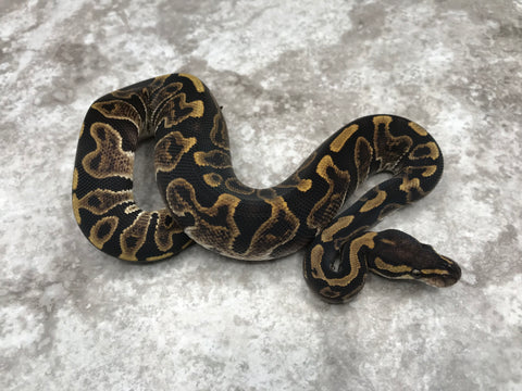 GHI Leopard Het Desert Ghost