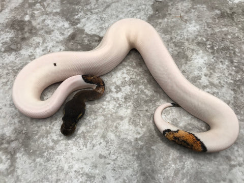 Super Black Head Pastel Pied 50% pos Het Lavender