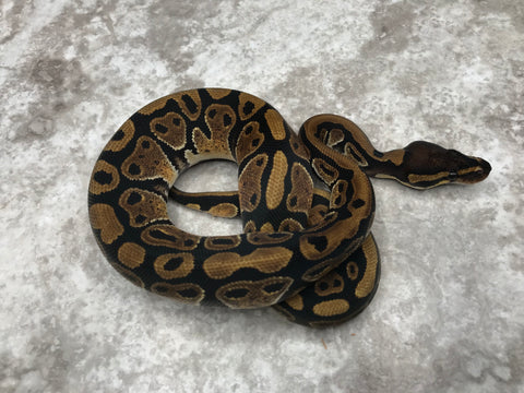 Het TSK Axanthic Het Desert Ghost