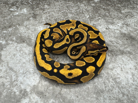 Orange Dream Yellow Belly Het Pied