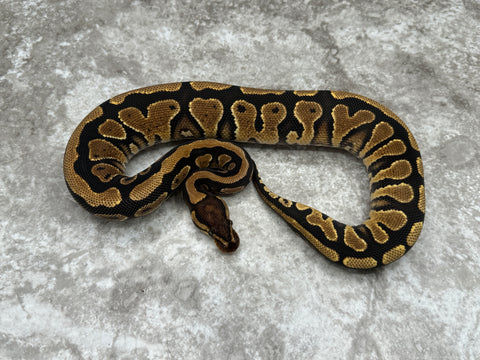 Yellow Belly Het Desert Ghost 50% Het Clown