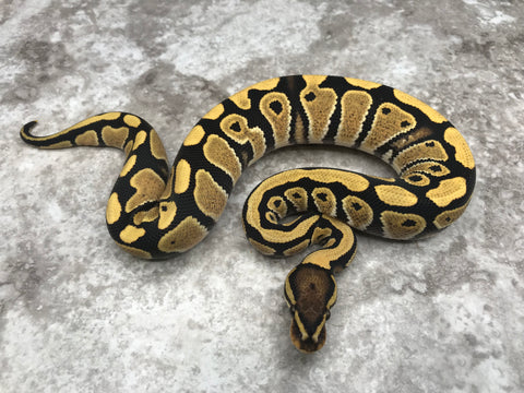 Desert Ghost Het Clown