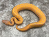 Leopard Pinstripe Yellow Belly Banana