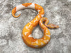 Lavender Pied 66% Het Clown