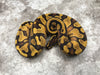 Enchi Yellow Belly Fire Het Pied