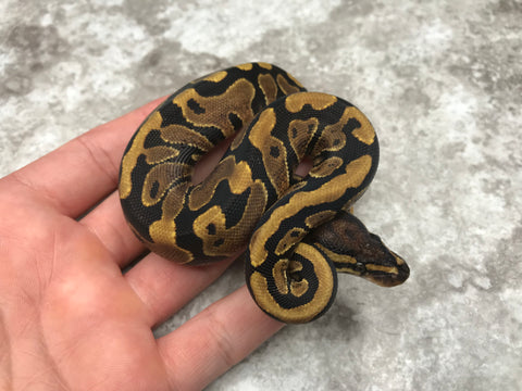 Yellow Belly Het Desert Ghost Het TSK Axanthic