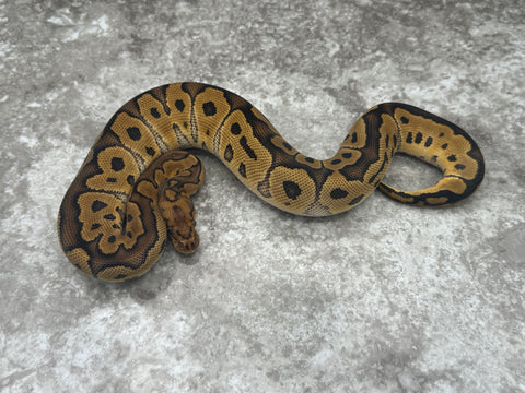 Yellow Belly Clown Het Desert Ghost