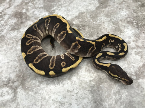 GHI Leopard Mojave Het Desert Ghost