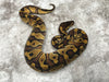 Black Head Enchi Het Clown