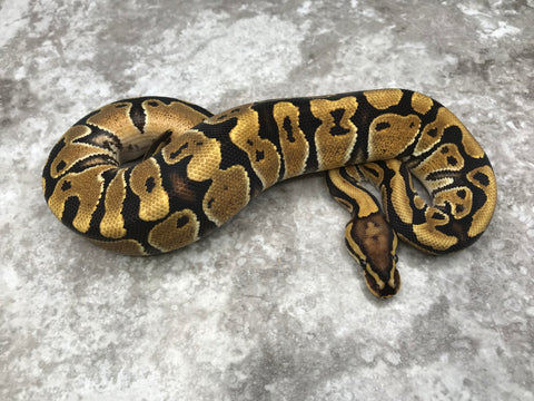 Vanilla Het Clown