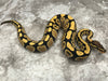 Desert Ghost Het Clown