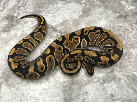 Het Clown Het Desert Ghost