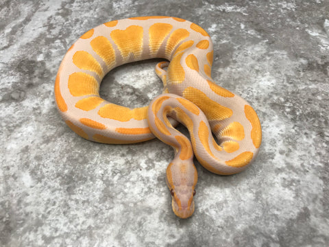 Blackhead Lavender Het Clown