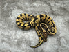 Yellow Belly Desert Ghost Het Clown