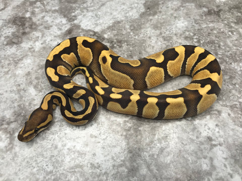 Chocolate Enchi Desert Ghost 66% Het Hypo