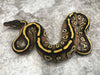 Black Head Mojave Asphalt Het Clown