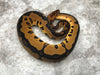 Leopard Yellow Belly Clown Het Desert Ghost
