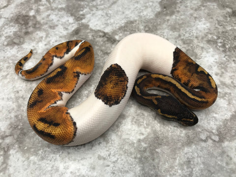 Black Head Pied 50% pos Het Lavender