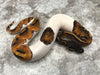 Black Head Pied 50% pos Het Lavender
