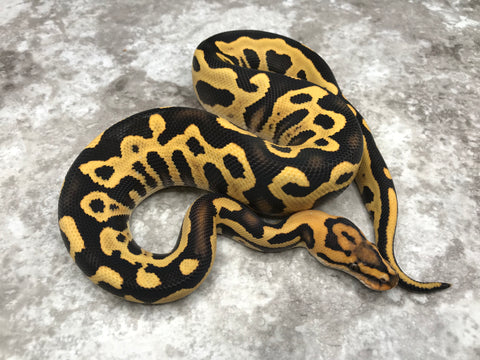 Leopard Yellowbelly Crypton Desert Ghost